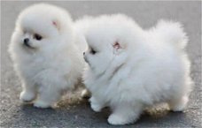Twee geweldige T-Cup Pommerse puppy's