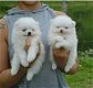 Twee geweldige T-Cup Pommerse puppy's - 1 - Thumbnail