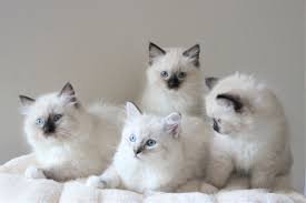 Thuis opgevoede Ragdoll-kittens - 0