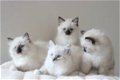 Thuis opgevoede Ragdoll-kittens - 0 - Thumbnail