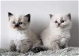 Thuis opgevoede Ragdoll-kittens - 1 - Thumbnail