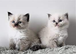 Thuis opgevoede Ragdoll-kittens - 2