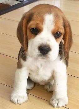 Mini speelgoed beagle puppy cadeau voor gratis adoptie - 0