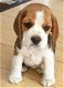 Mini speelgoed beagle puppy cadeau voor gratis adoptie - 0 - Thumbnail