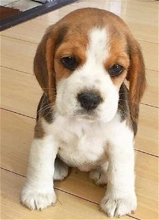 Mini speelgoed beagle puppy cadeau voor gratis adoptie