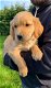 Golden retriever pup met volledige stamboom - 0 - Thumbnail