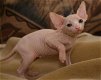 Heerlijk nest, vrolijke en aanhankelijke Sphynx kittens - 0 - Thumbnail