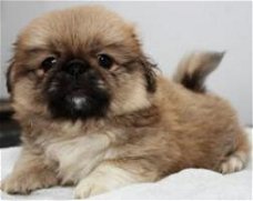 Pekinees puppy's cadeau voor gratis adoptie