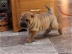 Geschenk Goed gesocialiseerde Chinese shar pei-puppy's beschikbaar. - 0 - Thumbnail