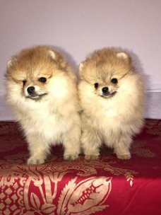 Pommerse puppy's