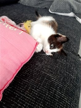 Kitten 8 weken - 0