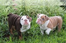 Engelse bulldog pups met fci stamboom