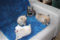 Teefje reutje Pomeranian pups hier geboren - 0 - Thumbnail