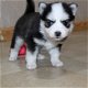 F1 pomsky pups husky x pomerian - 2 - Thumbnail