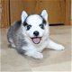 F1 pomsky pups husky x pomerian - 3 - Thumbnail