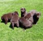 ZEER MOOIE RASZUIVERE LABRADORPUPS - 1 - Thumbnail