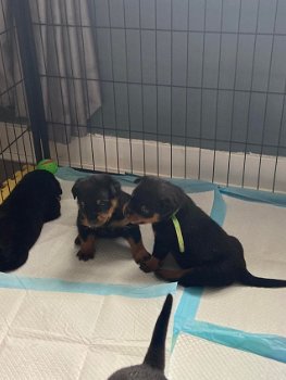 Mooie Rottweiler teefjes pups te koop, - 2