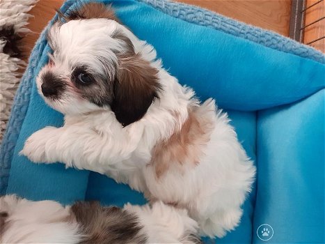 Prachtige Shih tzu pups - 2