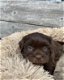 Een nestje jonge pups. - 2 - Thumbnail