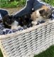 Prachtige Langharige chihuahua pups mogen het nest nu verlaten! - 0 - Thumbnail