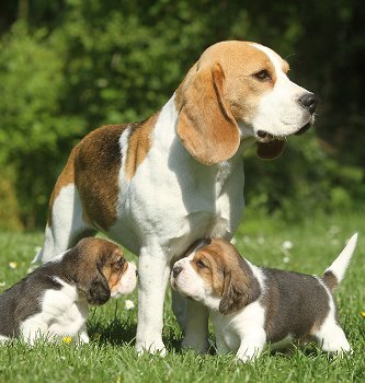 Twee knappe beagle pups - 0