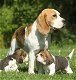 Twee knappe beagle pups - 0 - Thumbnail