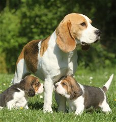 Twee knappe beagle pups