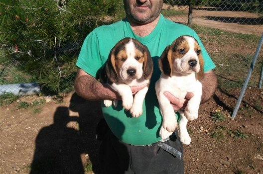 Twee knappe beagle pups - 1