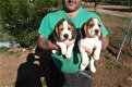 Twee knappe beagle pups - 1 - Thumbnail