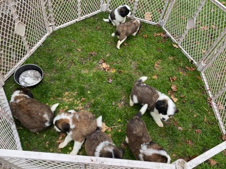 Leuke mannelijke en vrouwelijke sint-bernard-puppy's - 0