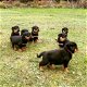 charmante mannelijke en vrouwelijke Rottweiler-puppy's - 0 - Thumbnail