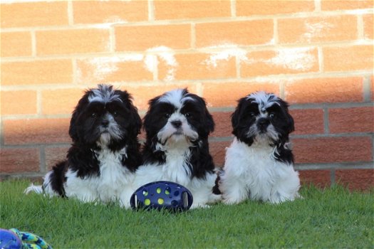 Lieve mannelijke en vrouwelijke Shih Tzu-puppy's - 0