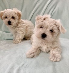 Prachtige Maltipoo-puppy's