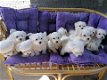 Prachtige Maltese puppy's - 0 - Thumbnail