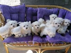 Prachtige Maltese puppy's