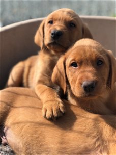 Schattige Labrador-puppy's