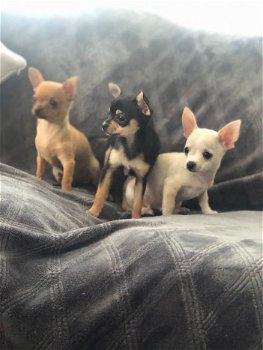 Prachtige Chihuahua-puppy's - 0