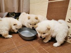 Schattige chow chow-puppy's