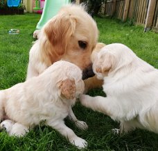 Prachtige Golden Retriever-puppy's