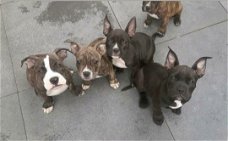  American Bully pocket pups met stamboom en geteste ouders