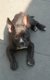 American Bully pocket pups met stamboom en geteste ouders - 1 - Thumbnail