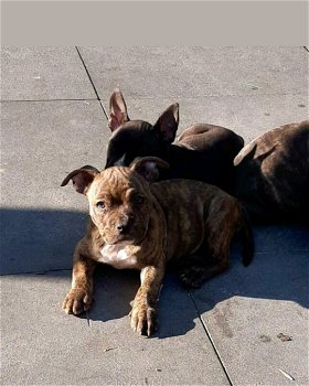 American Bully pocket pups met stamboom en geteste ouders - 2