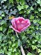 Metalen roos, leuke decoratie voor in de tuin- roos-kado - 1 - Thumbnail