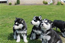 Twee Mooie Siberische Husky pups