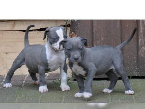 Supermooie pitbull terrier pups! - 0