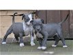 Supermooie pitbull terrier pups! - 0 - Thumbnail