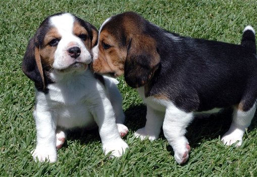 Mooie Beagle Puppies - 0