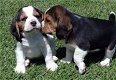 Mooie Beagle Puppies - 0 - Thumbnail