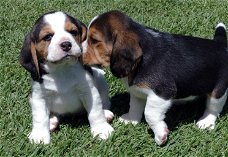  Mooie Beagle Puppies