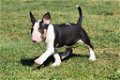 Bull terrier pups - 0 - Thumbnail